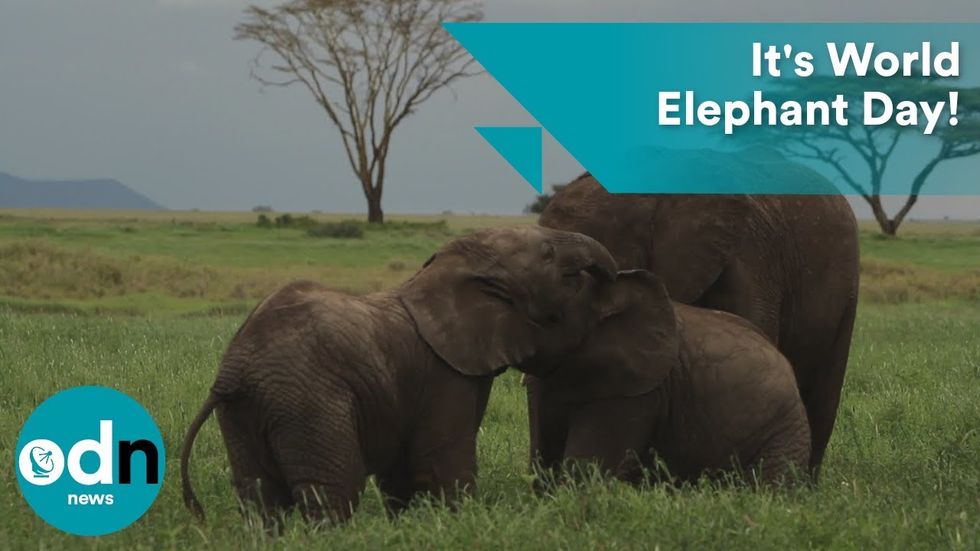 Happy World Elephant Day. Good news for the world saving these magnificent and loving creatures. More to say in the months ahead. https://t.co/ZYsfvUCrj0